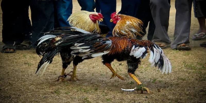 Trọng tài xác định thắng thua