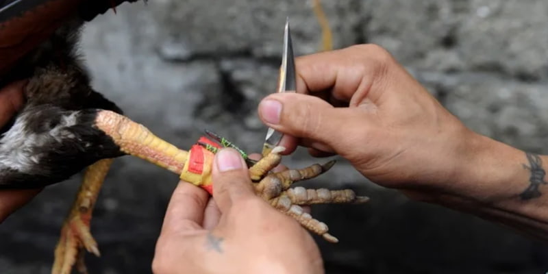 Đá gà cựa dao thịnh hành